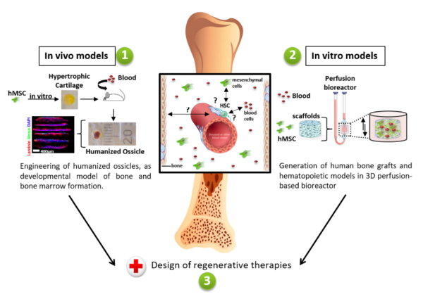 RESEARCH – Bourginelab